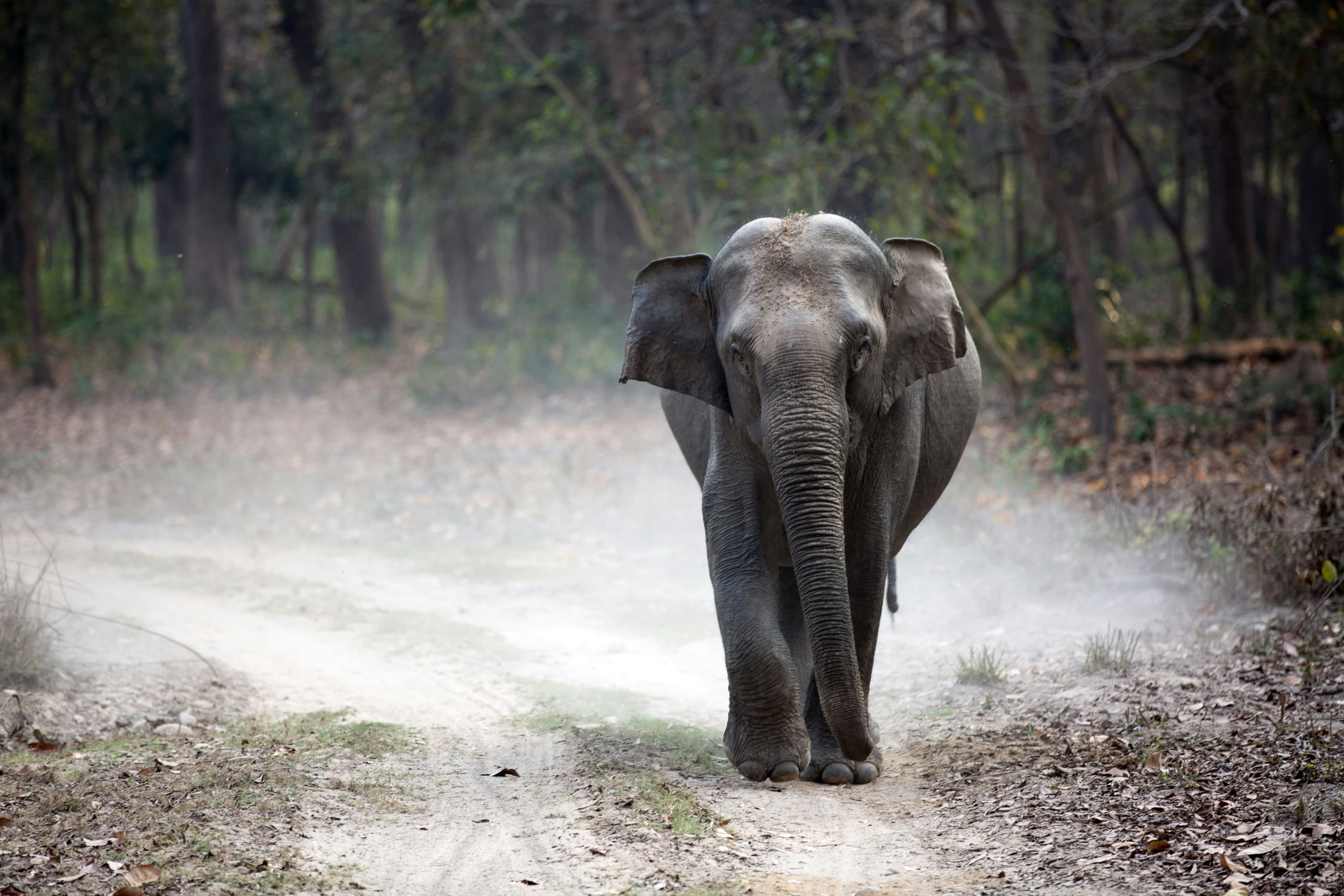 Corbett National Park Landscape