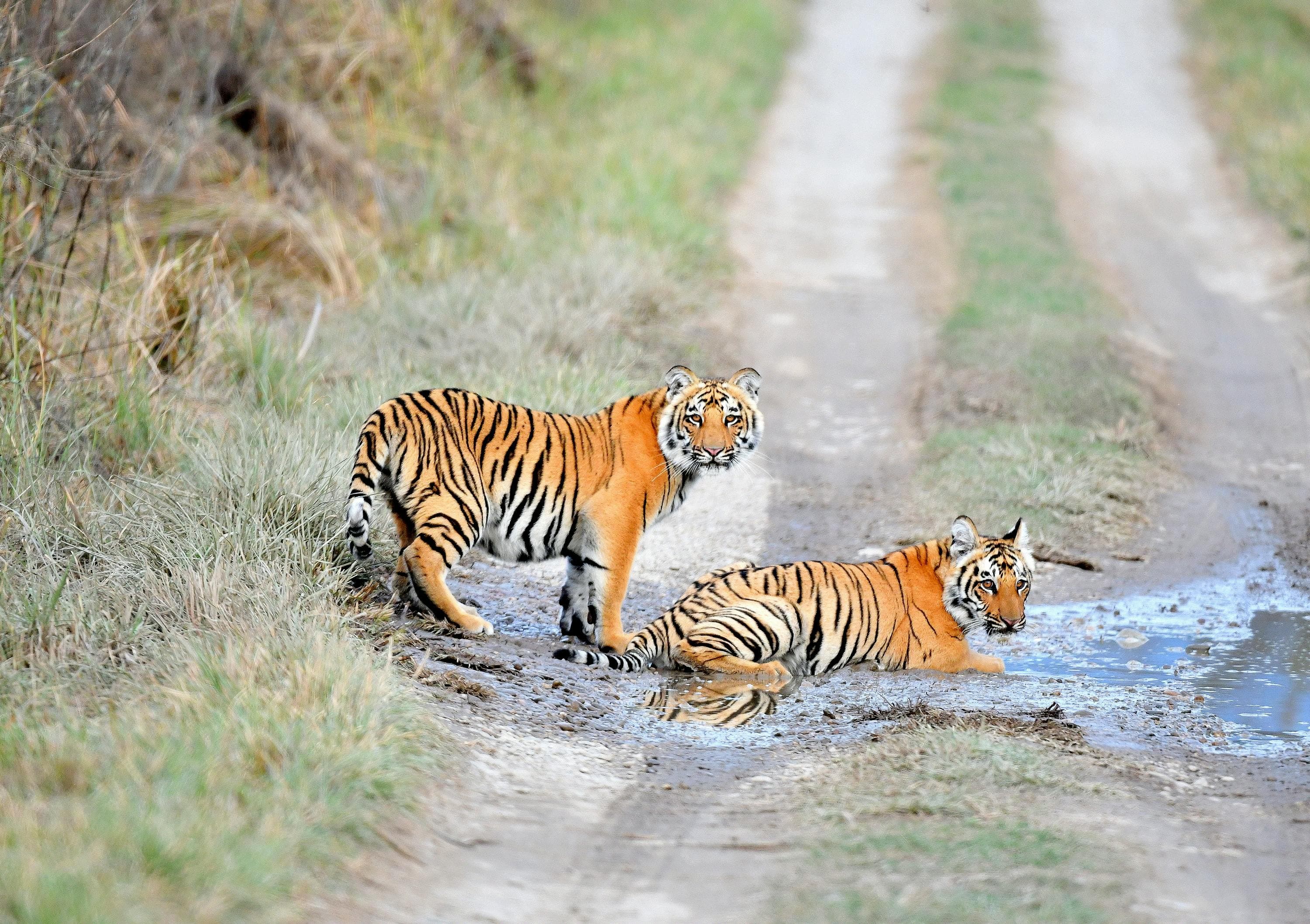 Jim Corbett Tiger Safari