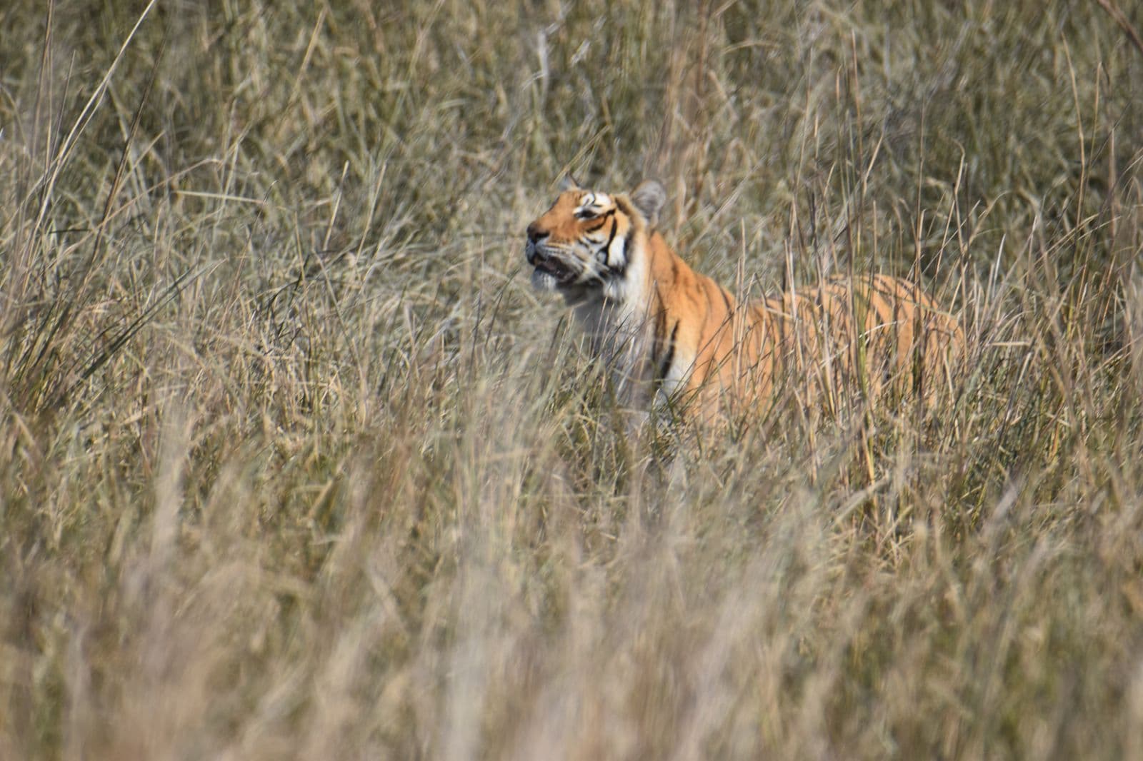 Royal Bengal Tiger on River Bed